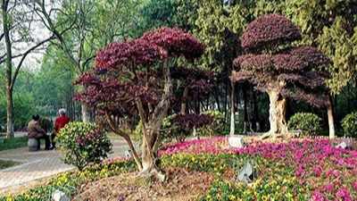 如何利用植物構(gòu)成園林景觀規(guī)劃設(shè)計的空間？